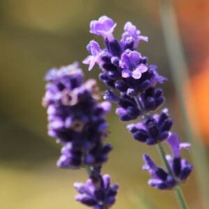 Lavender crop