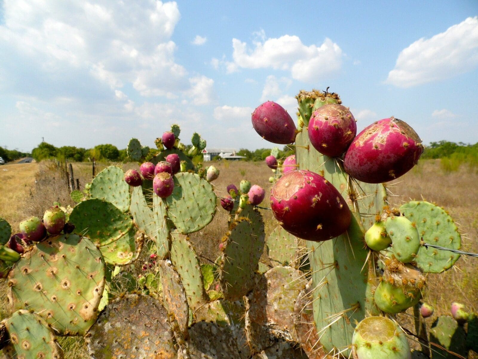 prickly pear cactus