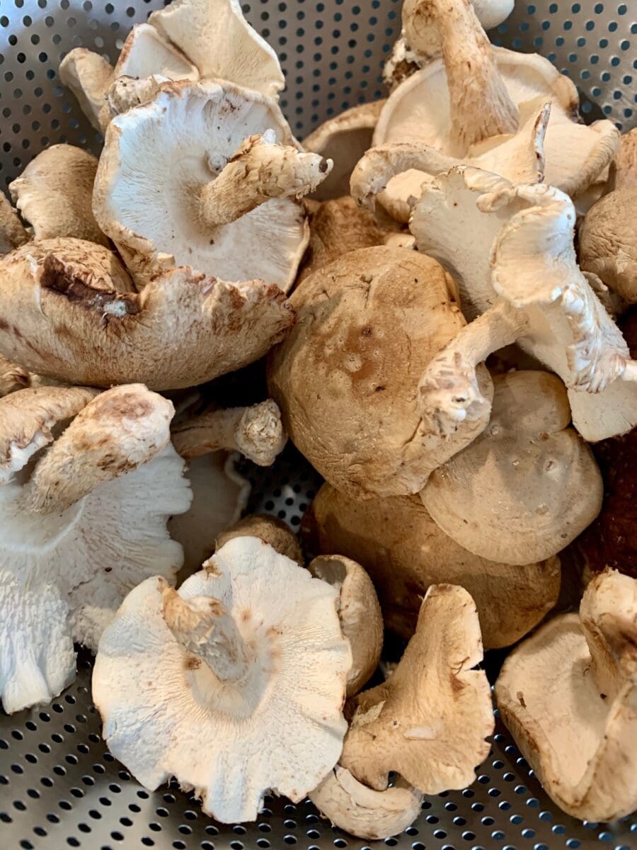 shitaake mushrooms