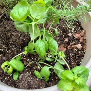 basil plant