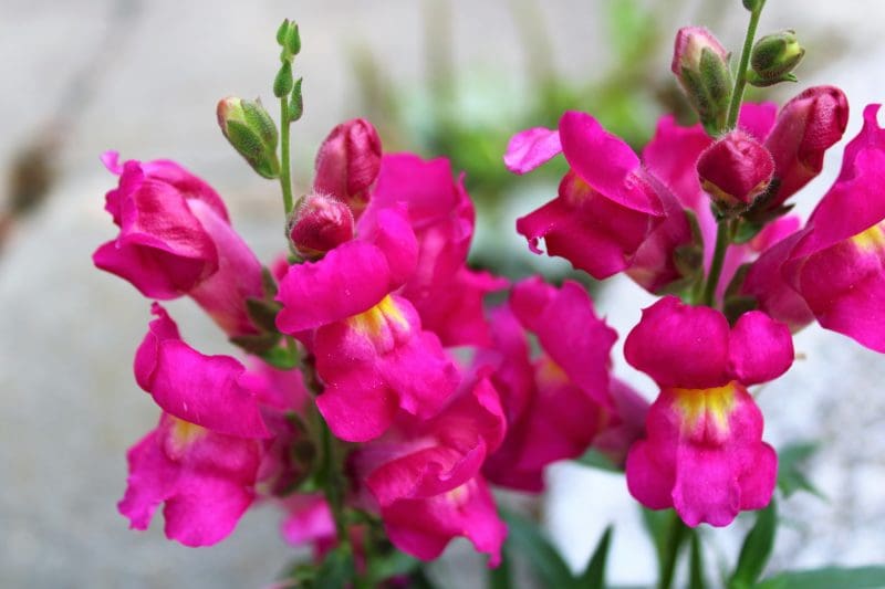 snapdragon flower