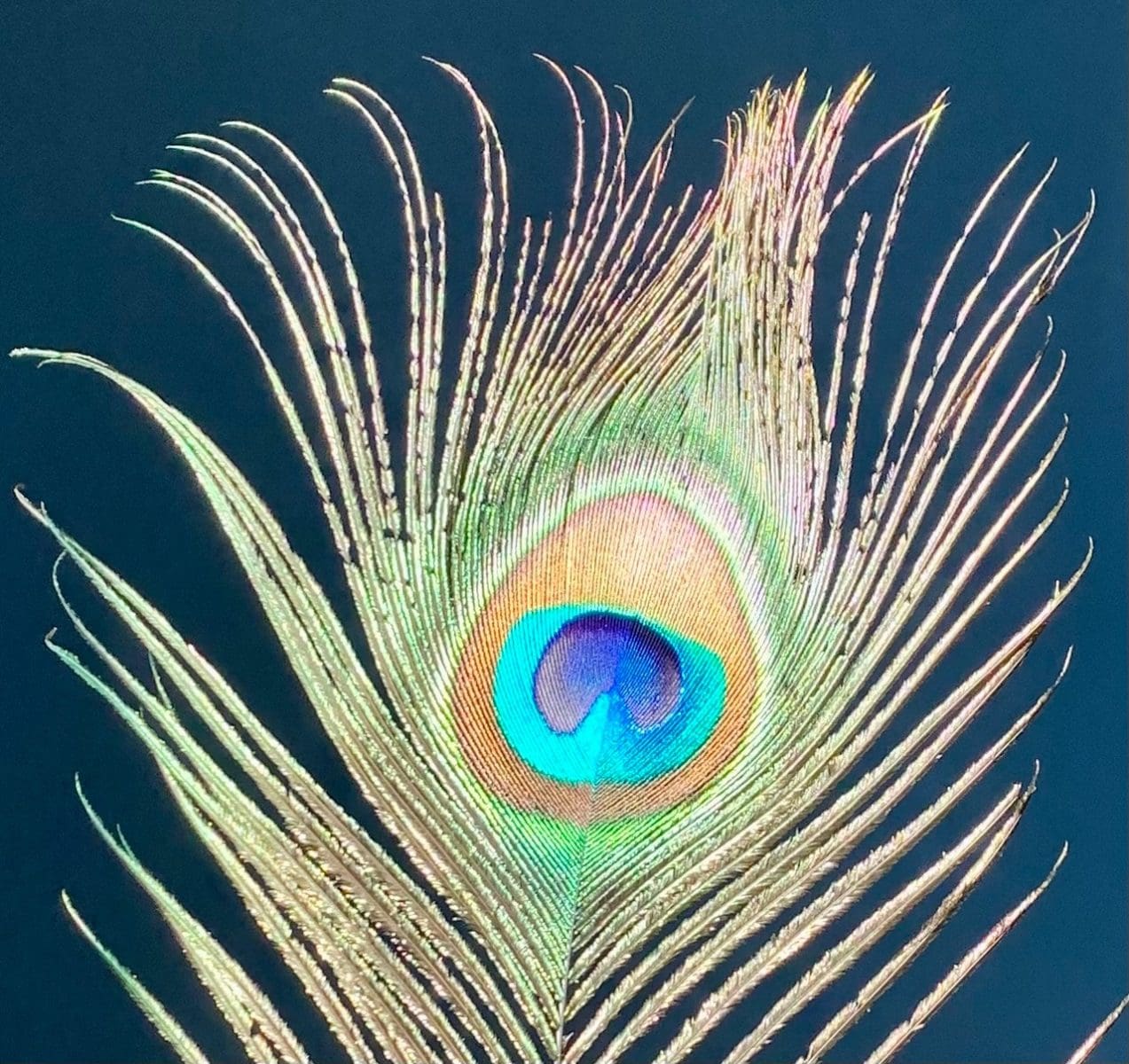 peacock feather electric eye garnish