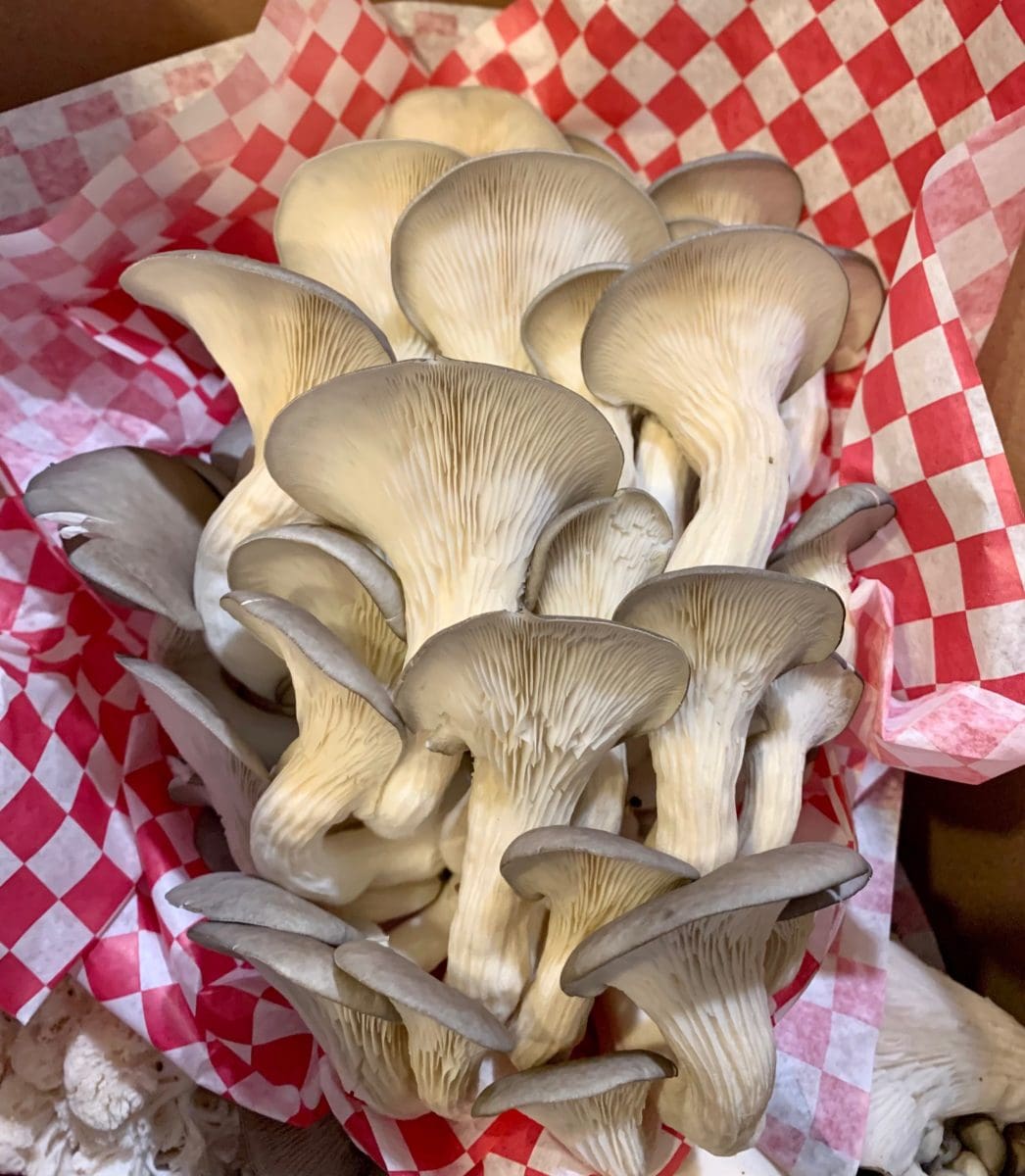 blue moon mushroom farm golden oysters