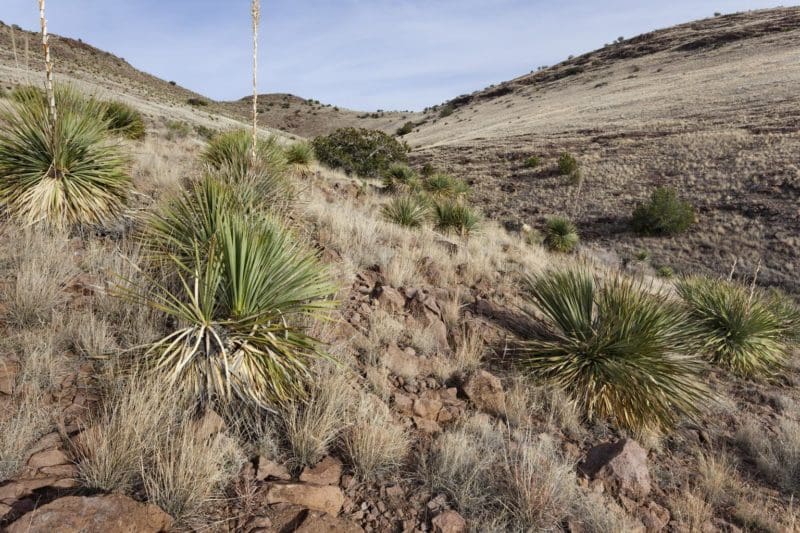 desert sotol plant